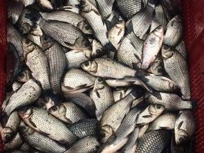 小小鲫瓜老师发型,发型背后的教育智慧