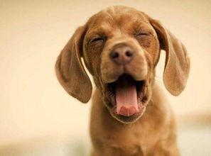 狗蝎子马明星名字,明星们的命运交织