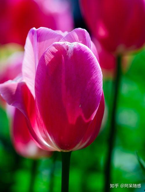 形容前程美好的网红句子,描绘前程似锦的网红人生